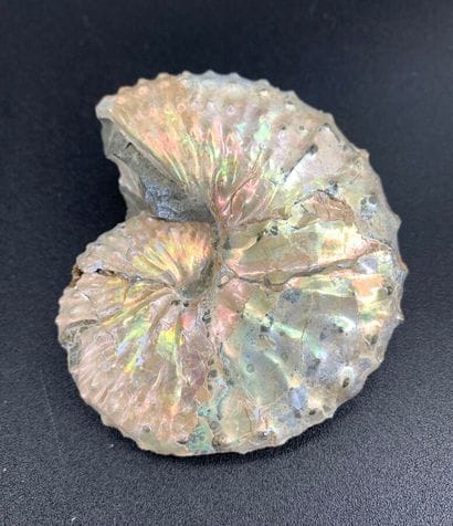 Ammonite Hoploscaphites Safforti
South Dakota,...