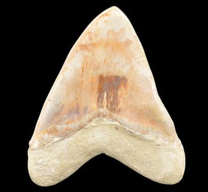 Specimen: Otodus ( Carcharodon) megalodon
Location:...