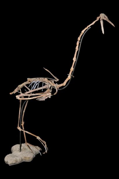 Specimen: Palaeolodus ambiguus
Location:...