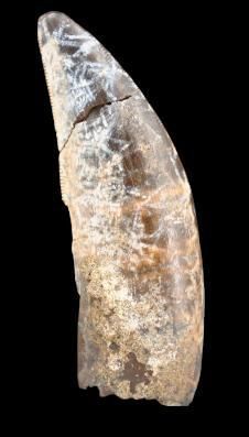 Specimen: Nanotyrannus lancensis
Location:...