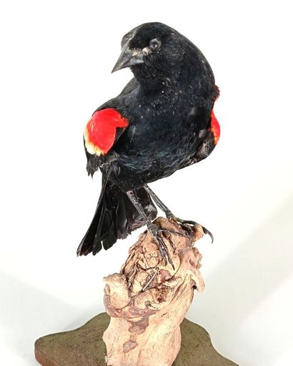 Red-winged blackbird, Agelaius phoeniceus
USA
Beautiful...
