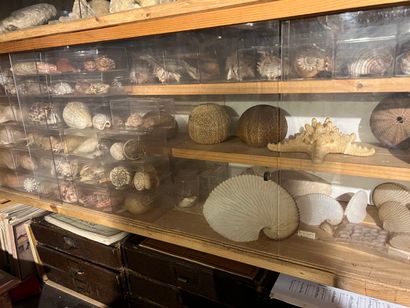 Very important lot of shells and paleonthological...