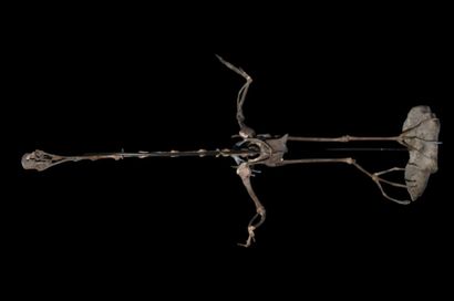 Specimen: Palaeolodus ambiguus
Location:...