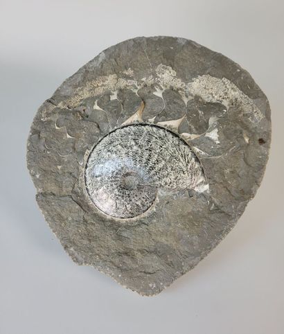Ammonite Spenodiscus lenticularis
South Dakota...