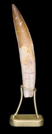 Specimen: Spinosaurus aegypticus
Location:...