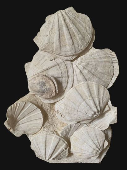 Gigantopecten restitutensis
Miocene, 53cm...
