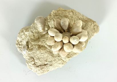 Fossil sea urchin
Remarkable specimen of...