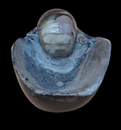 Specimen: Cenoceras belmontense ( Nautile...