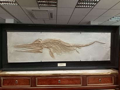 This highly decorative sub-adult Ichthyosaur...