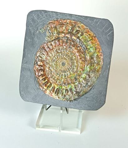 Ammonites Dimorphoplites Glaber
Middle Albian,...