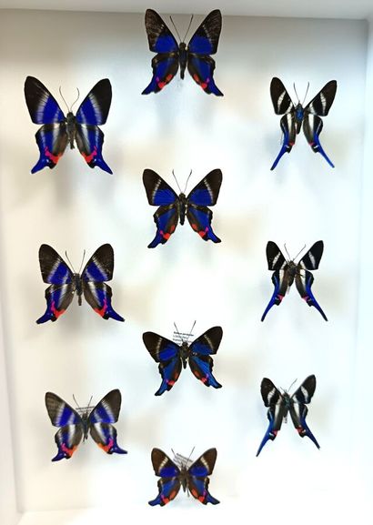 Beautiful box of 10 butterflies of the genus...