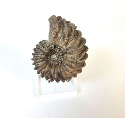 Ammonite Hoplites dentatus 
Aube France,...