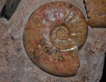 Specimen: Alocolytoceras sp.
Location: Belmont...