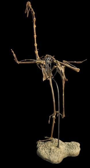 Specimen: Palaeolodus ambiguus
Location:...