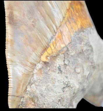 Specimen: Otodus ( Carcharodon) megalodon
Location:...