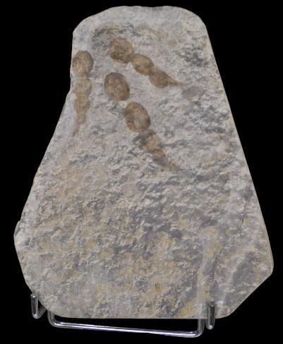Specimen: Grallator sauclierensis
Location...