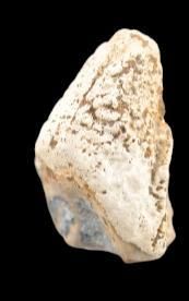 Specimen: Ceratopsian
Location: Montana
Age:...