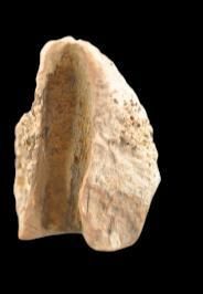 Specimen: Ceratopsian
Location: Montana
Age:...