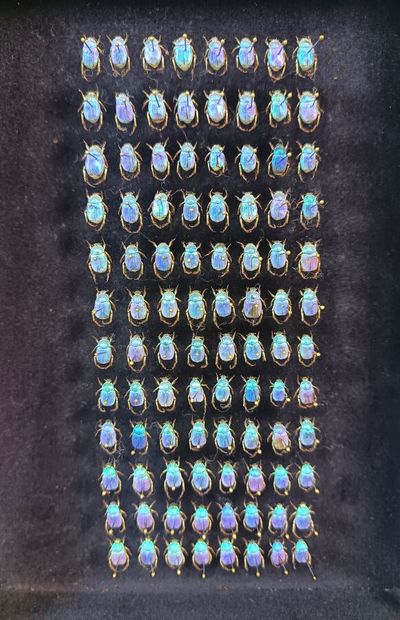 Sublime composition of 100 turquoise-blue...