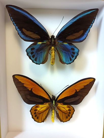 Box containing two Ornithoptera, one O-Croesus...