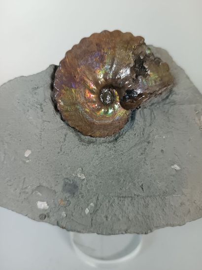 Psiloceras planorbis
Jurassic, Sommerset,...