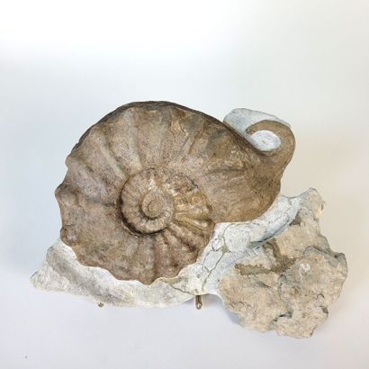 Ammonite Mortoniceras Rostratum 
Upper Albian...