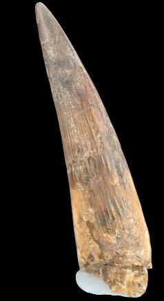 Specimen: Spinosaurus cf. aegypticus
Location:...