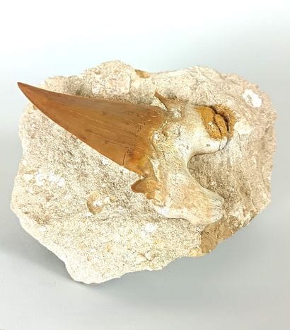 Fossil shark tooth
Superb, large Otodus obliquus...