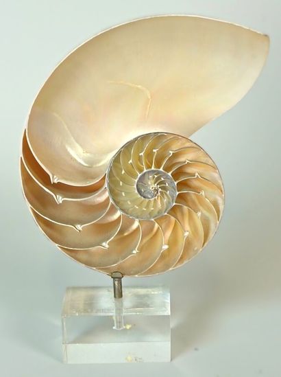 Nautilus Pompilius section on base
A true...