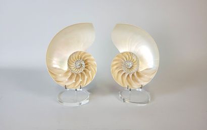 Pair of Nautilus Pompilius 
Superb open-book...