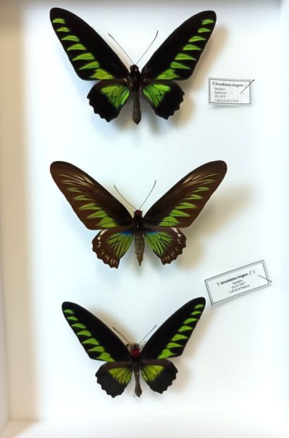 Beautiful box of 3 T. Brookiana Trogon (2...