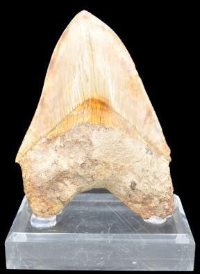 Specimen: Otodus ( Carcharodon) megalodon
Location:...
