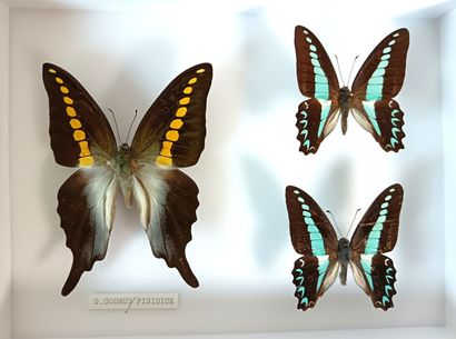 Beautiful butterfly box of 3 highly selected...