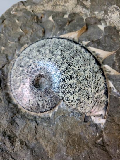 Ammonite Spenodiscus lenticularis
South Dakota...