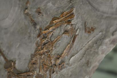 Specimen: Latonia gigantea
Location: Graçanika...