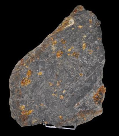 Specimen: Plate with amber nodules in lignite...