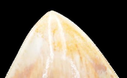 Specimen: Otodus ( Carcharodon) megalodon
Location:...