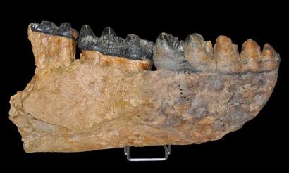 Specimen: Gomphotherium angustidens
Location:...