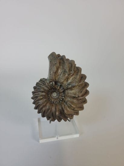 Ammonite Hoplites dentatus 
Aube France,...