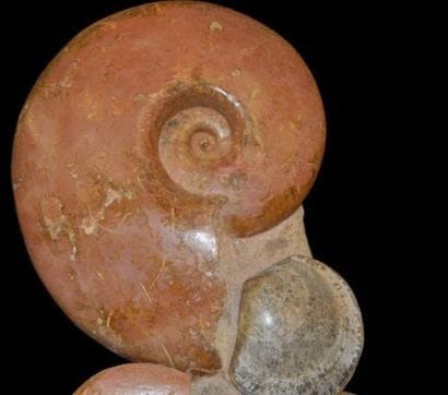 Specimen: Alocolytoceras sp.
Location: Belmont...