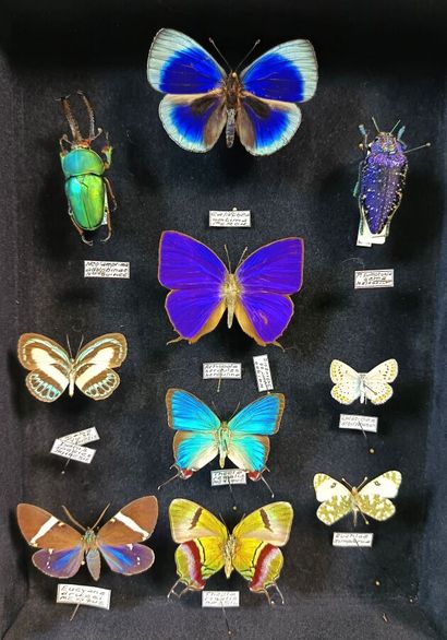 Superb composition of iridescent butterflies...