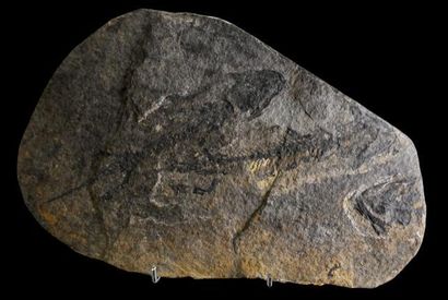 Specimen: Discosauriscus pulcherrimus
Location:...