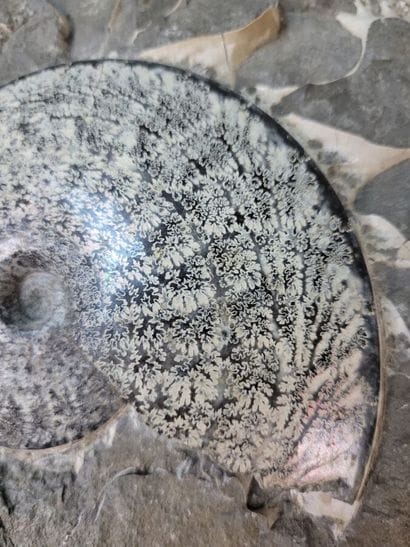 Ammonite Spenodiscus lenticularis
South Dakota...