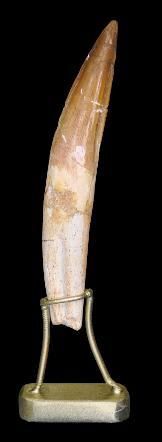 Specimen: Spinosaurus aegypticus
Location:...