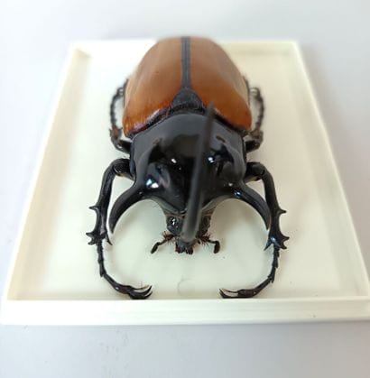 Magnificent Dinaste Eupatorus Gracilicornis...