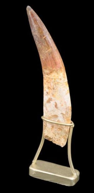 Specimen: Spinosaurus cf. aegypticus
Location:...