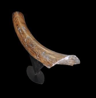 Specimen: Mammuthus primigenius
Location:...