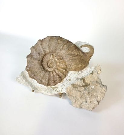 Ammonite Mortoniceras Rostratum 
Upper Albian...