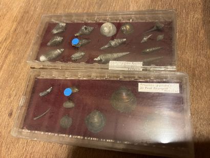 Very important lot of shells and paleonthological...
