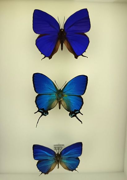 Sublime box of Thecla butterflies (